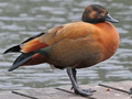 Ruddy Shelduck x Australian Shelduck hybrid